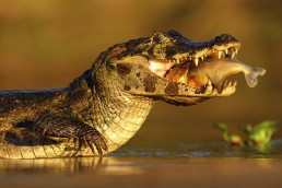 Predatory Lending part II Image